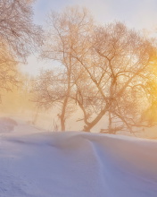 Das Morning in winter forest Wallpaper 176x220