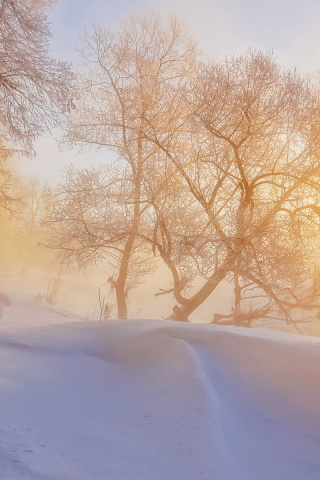 Morning in winter forest wallpaper 320x480