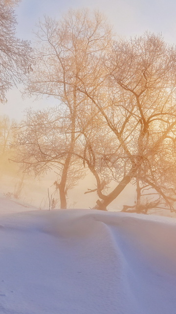 Morning in winter forest wallpaper 360x640