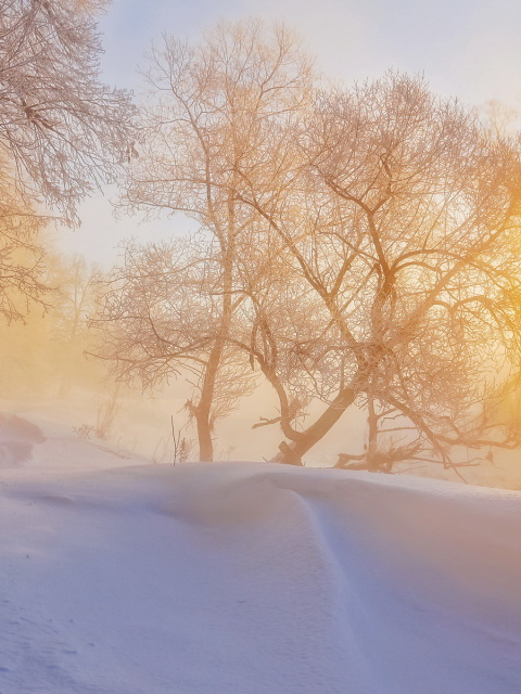 Morning in winter forest wallpaper 480x640