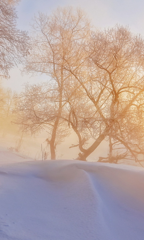 Fondo de pantalla Morning in winter forest 480x800