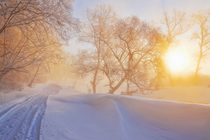 Morning in winter forest wallpaper