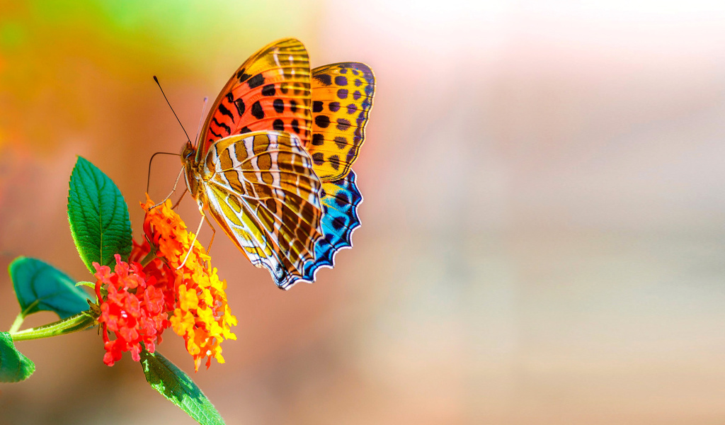 Das Colorful Animated Butterfly Wallpaper 1024x600