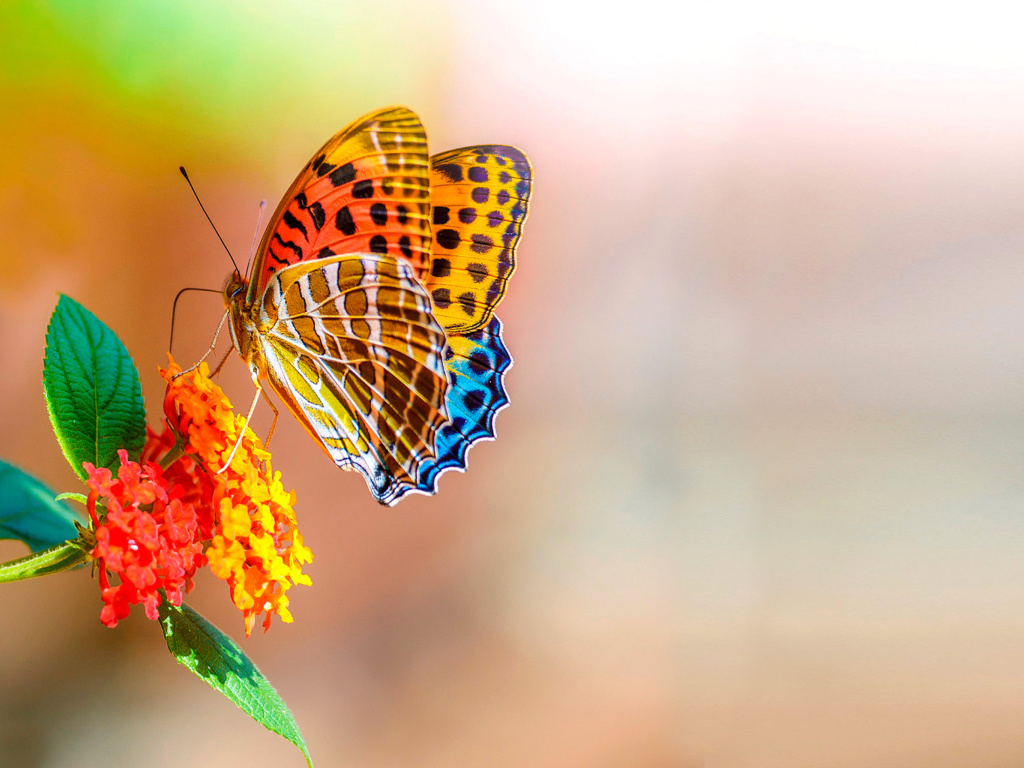 Fondo de pantalla Colorful Animated Butterfly 1024x768