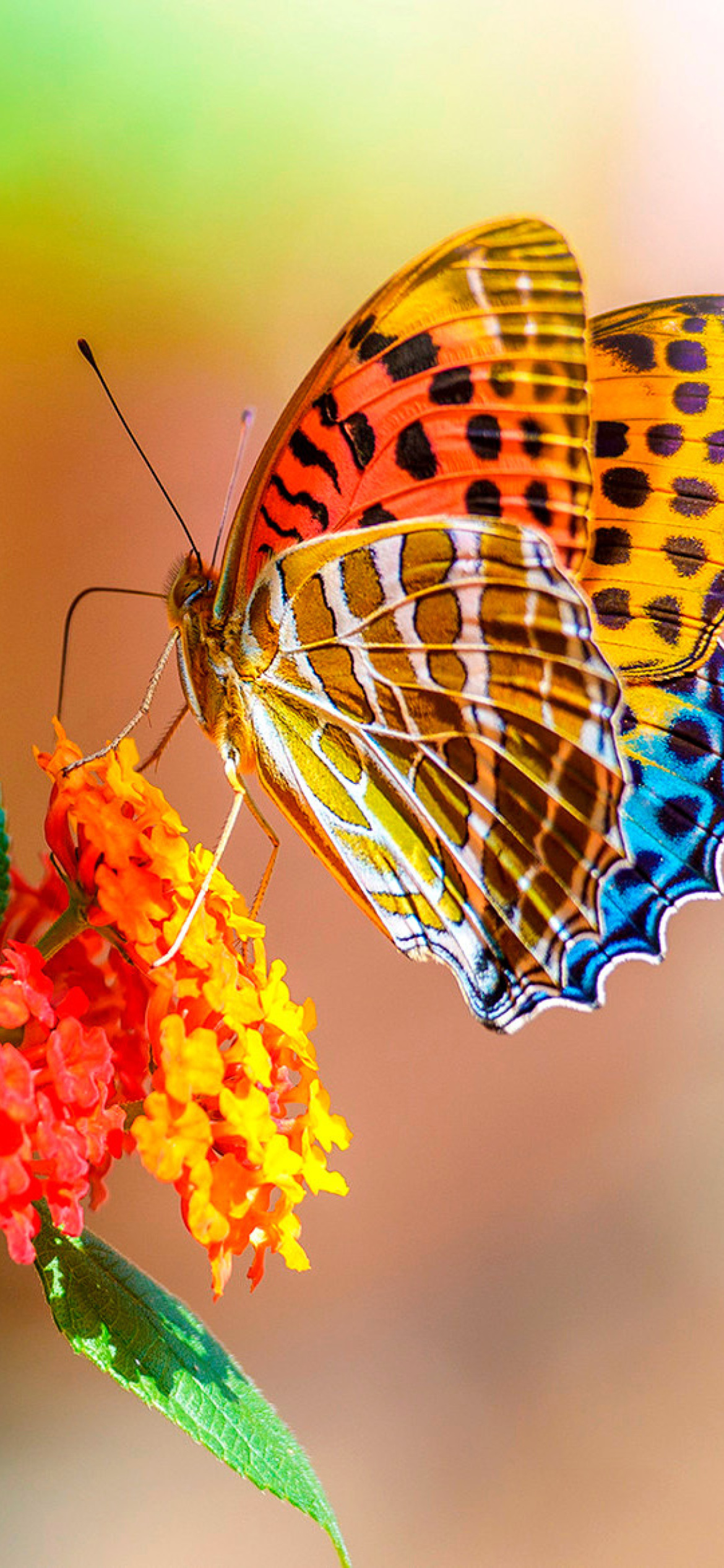Sfondi Colorful Animated Butterfly 1170x2532