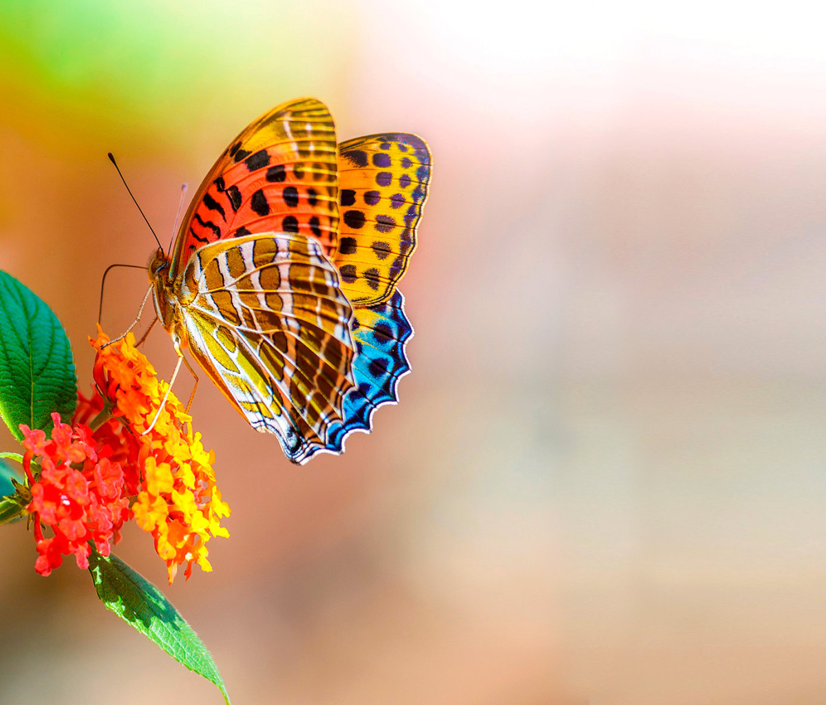 Fondo de pantalla Colorful Animated Butterfly 1200x1024