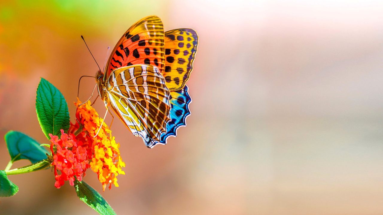 Fondo de pantalla Colorful Animated Butterfly 1280x720