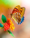 Обои Colorful Animated Butterfly 128x160