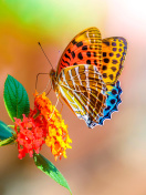Обои Colorful Animated Butterfly 132x176