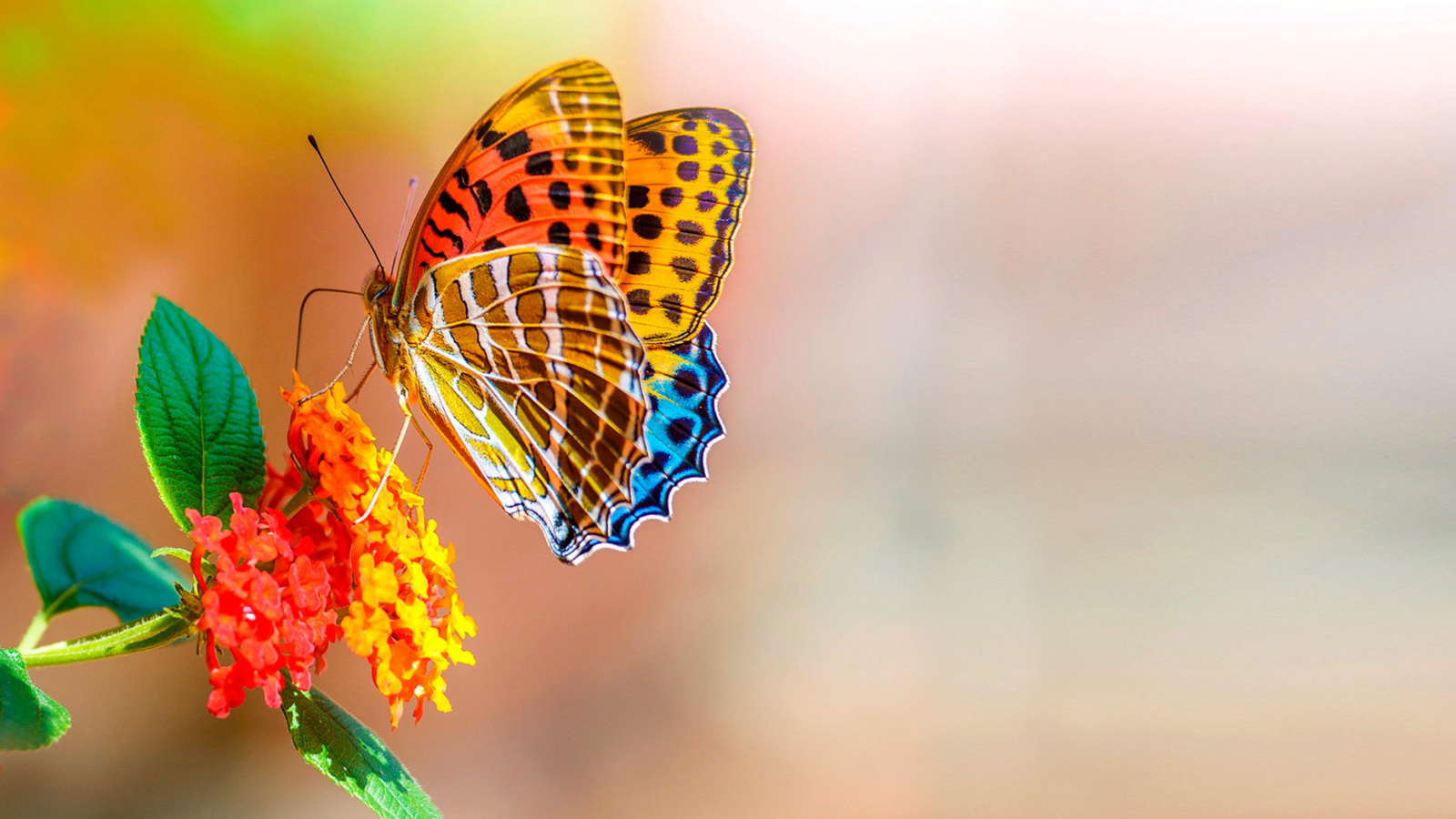 Screenshot №1 pro téma Colorful Animated Butterfly 1600x900