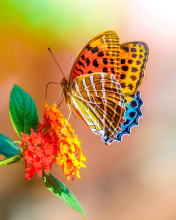 Обои Colorful Animated Butterfly 176x220