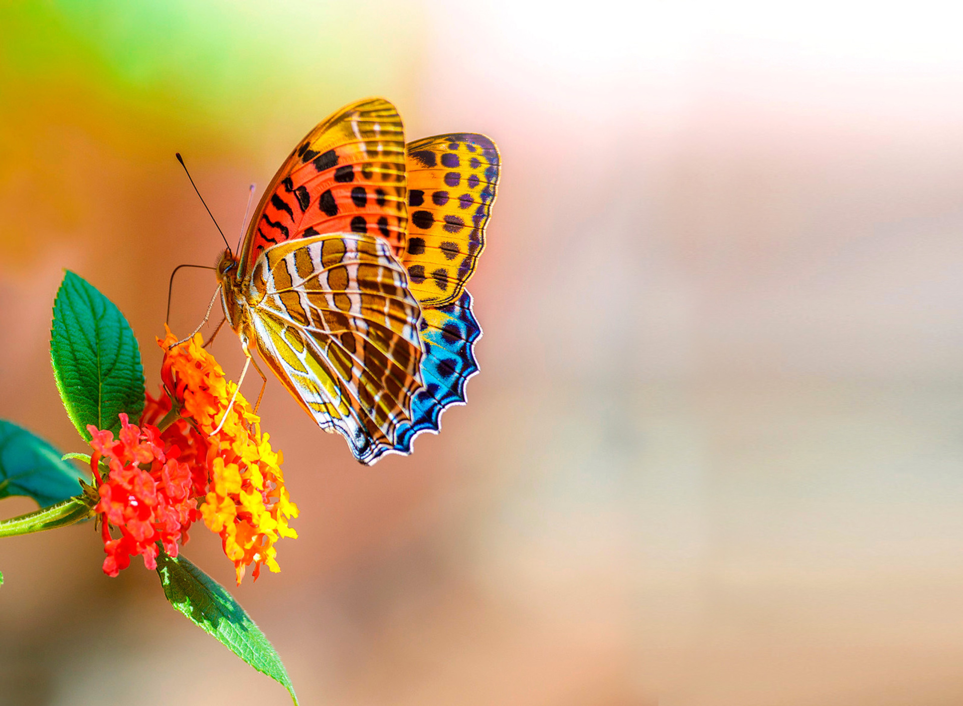 Обои Colorful Animated Butterfly 1920x1408