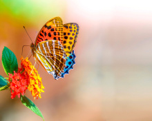 Fondo de pantalla Colorful Animated Butterfly 220x176