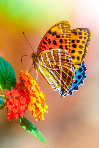 Fondo de pantalla Colorful Animated Butterfly 320x480
