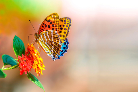 Обои Colorful Animated Butterfly 480x320