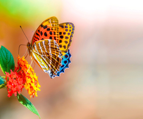 Обои Colorful Animated Butterfly 480x400
