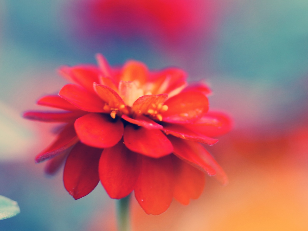 Red Flower Macro screenshot #1 1280x960