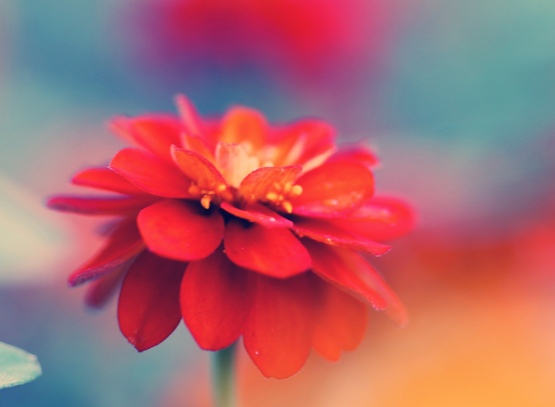 Red Flower Macro wallpaper 1920x1408