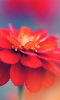 Red Flower Macro screenshot #1 240x400