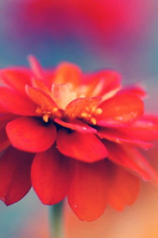 Screenshot №1 pro téma Red Flower Macro 320x480