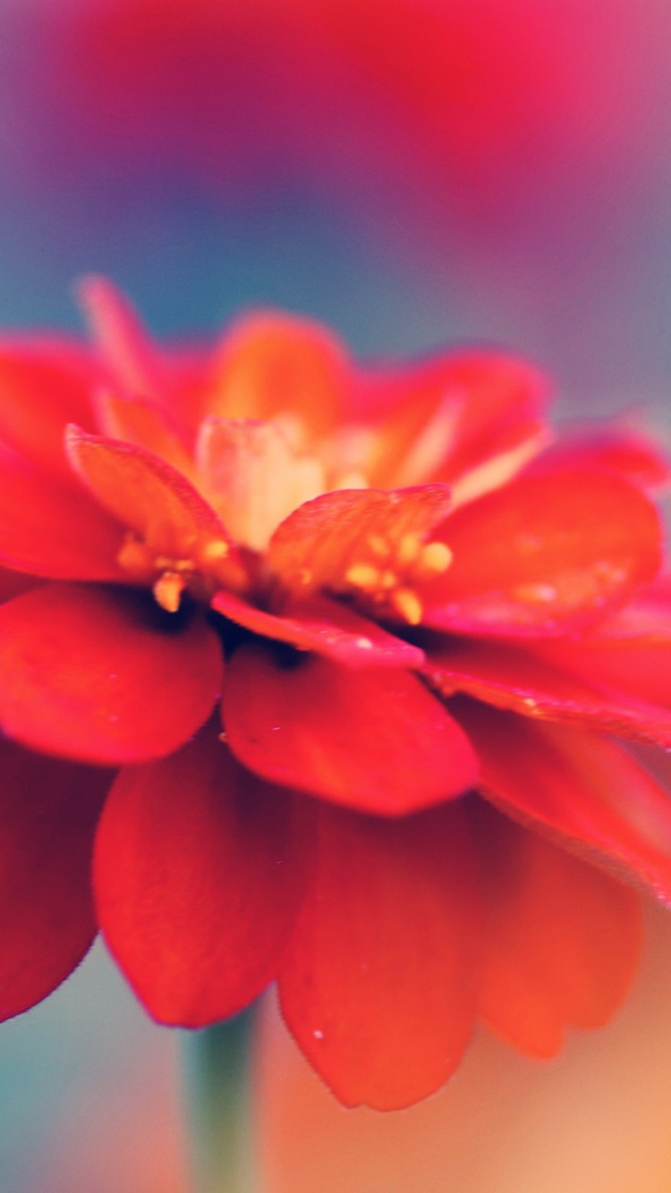 Red Flower Macro screenshot #1 750x1334