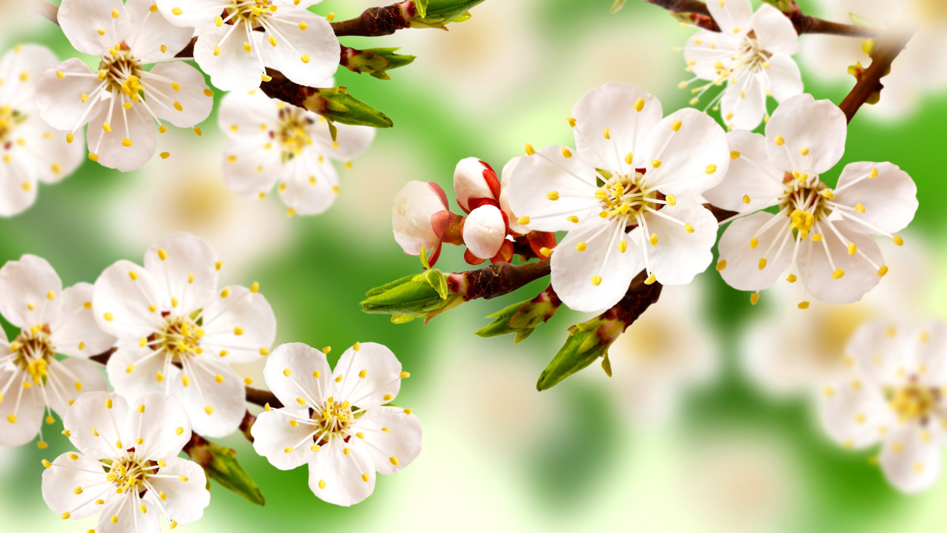 Обои Spring Apple Tree 1920x1080