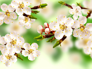 Spring Apple Tree screenshot #1 320x240