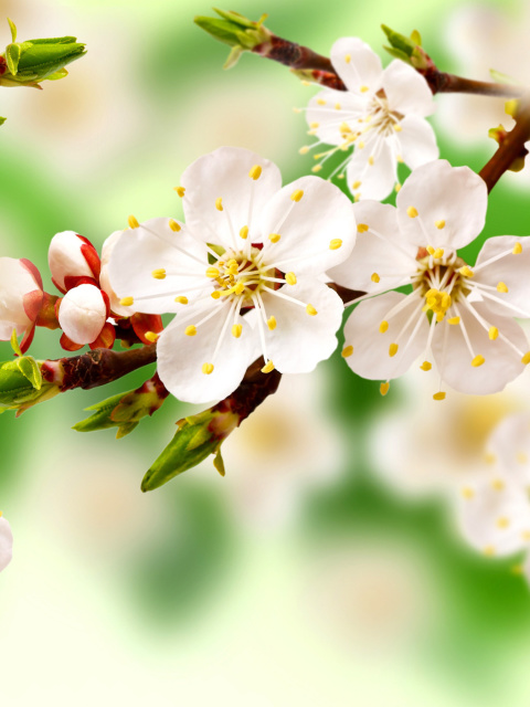 Spring Apple Tree screenshot #1 480x640