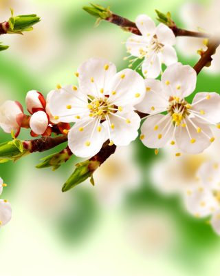 Spring Apple Tree - Obrázkek zdarma pro Nokia Asha 309
