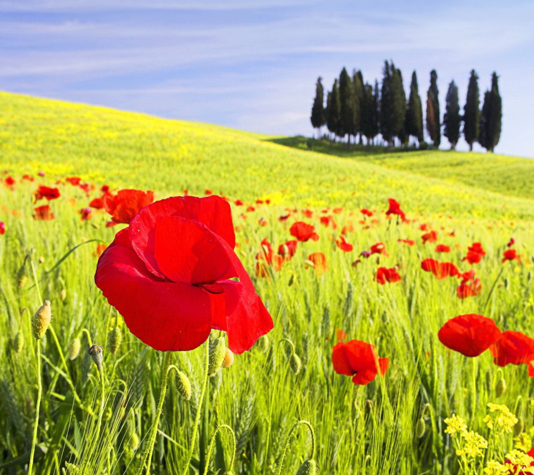 Red Poppy Field wallpaper 1080x960