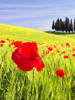 Das Red Poppy Field Wallpaper 240x320