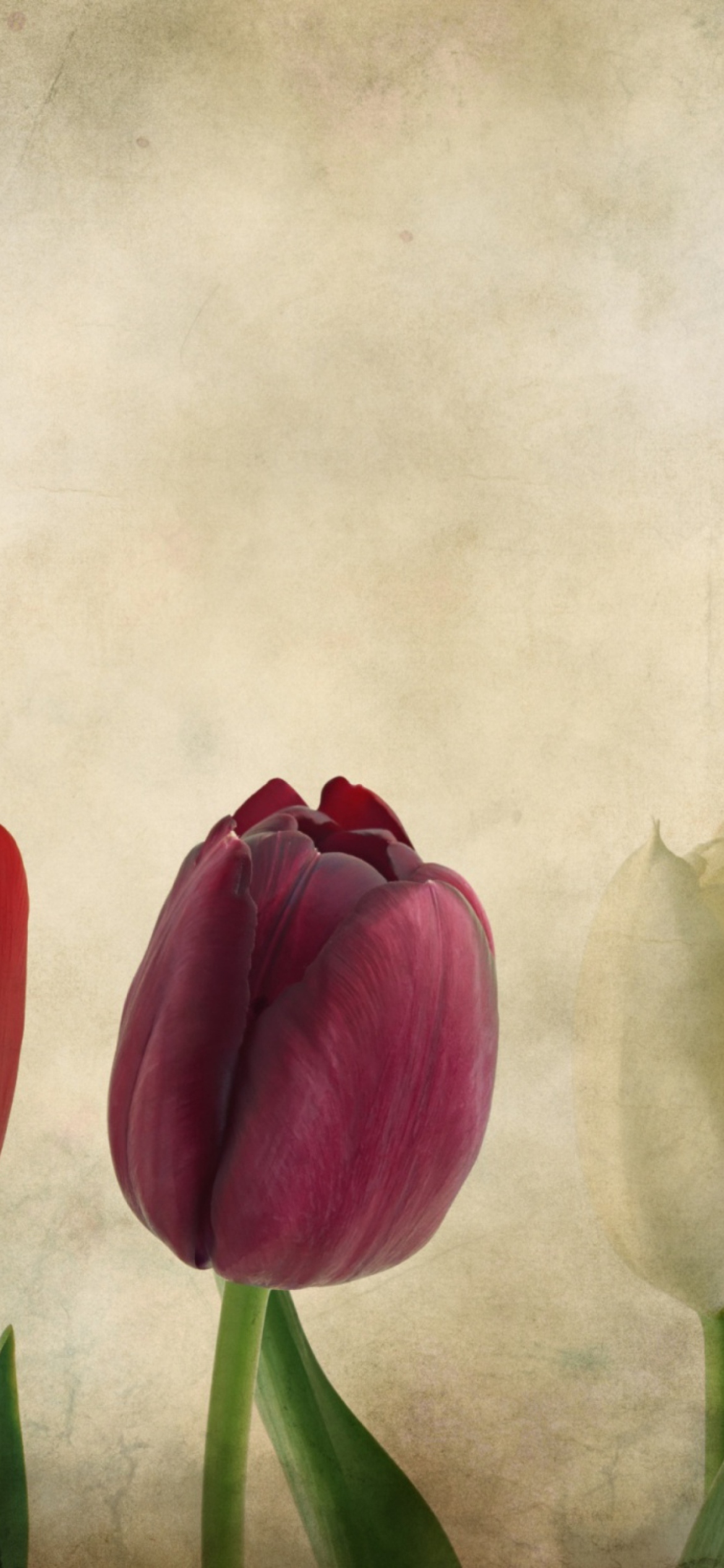 Das Tulips Vintage Wallpaper 1170x2532