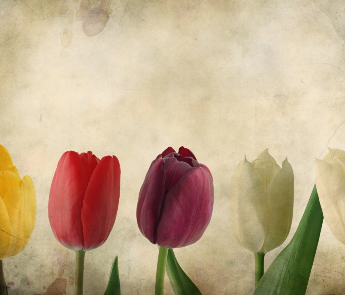 Sfondi Tulips Vintage 1200x1024