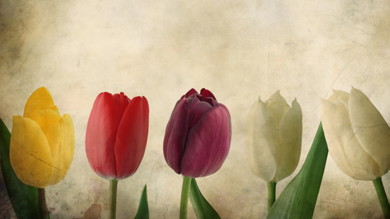 Tulips Vintage wallpaper 1366x768