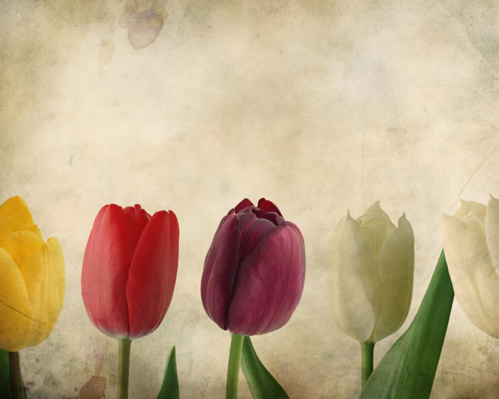 Fondo de pantalla Tulips Vintage 1600x1280