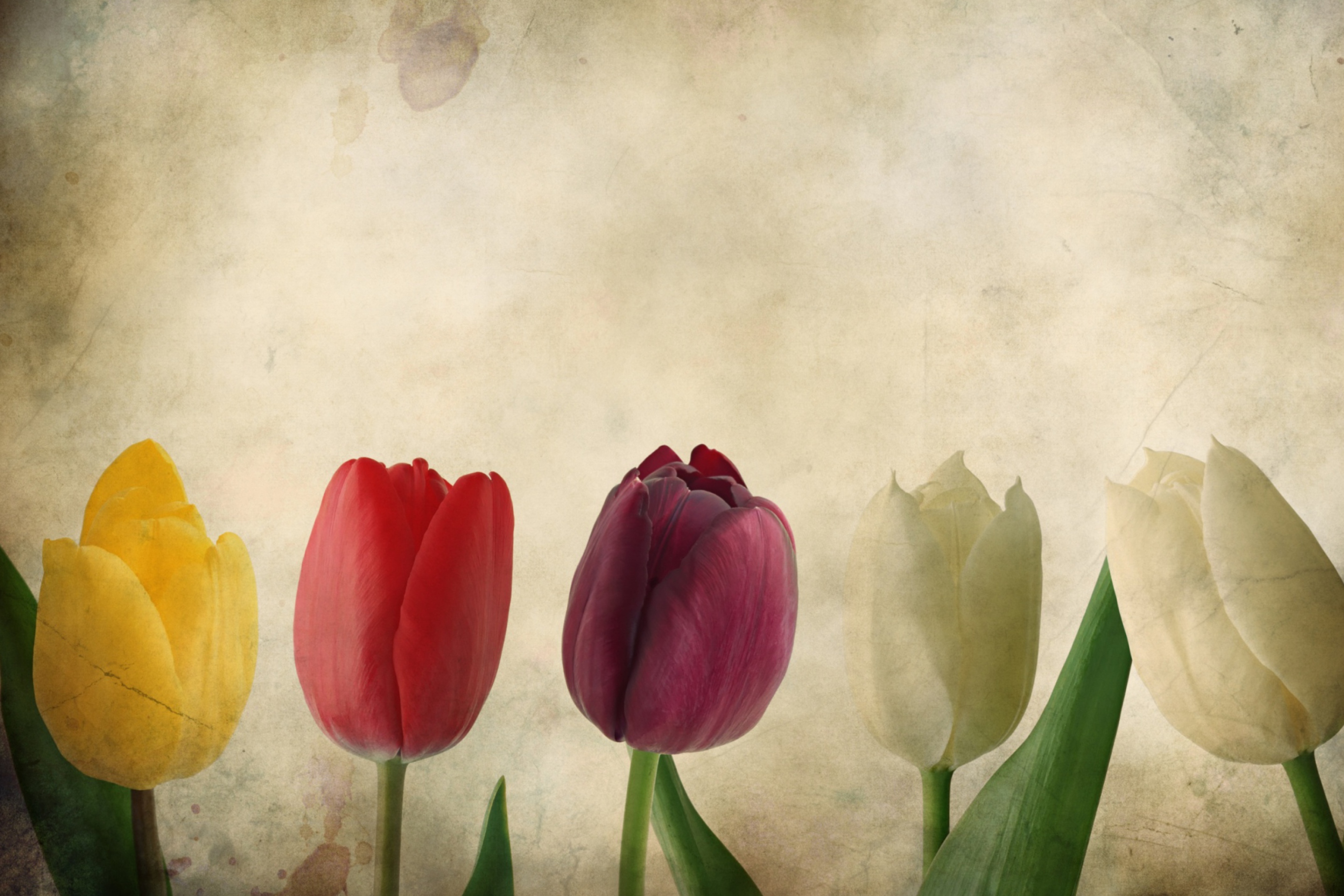 Sfondi Tulips Vintage 2880x1920