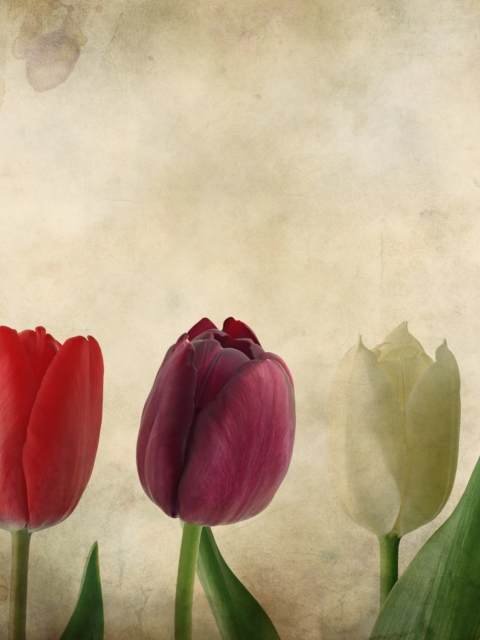 Das Tulips Vintage Wallpaper 480x640