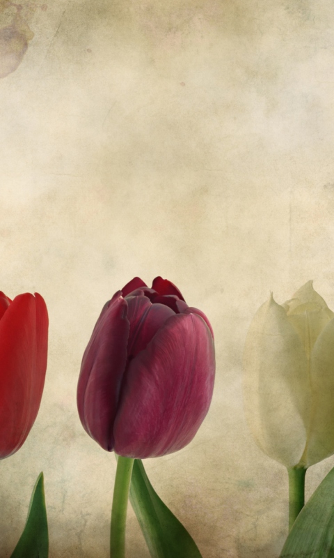 Das Tulips Vintage Wallpaper 480x800