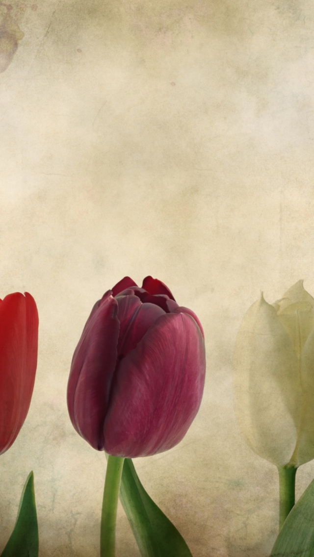 Tulips Vintage wallpaper 640x1136