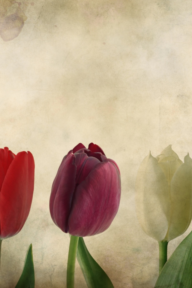 Das Tulips Vintage Wallpaper 640x960
