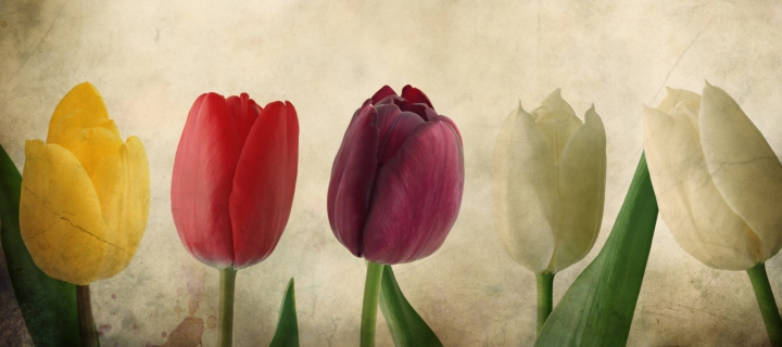 Sfondi Tulips Vintage 720x320