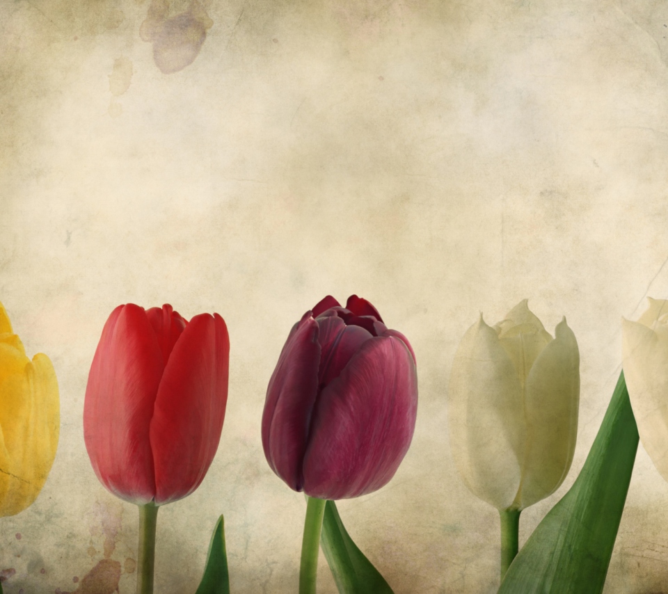 Das Tulips Vintage Wallpaper 960x854