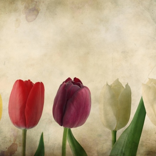 Tulips Vintage - Fondos de pantalla gratis para iPad mini