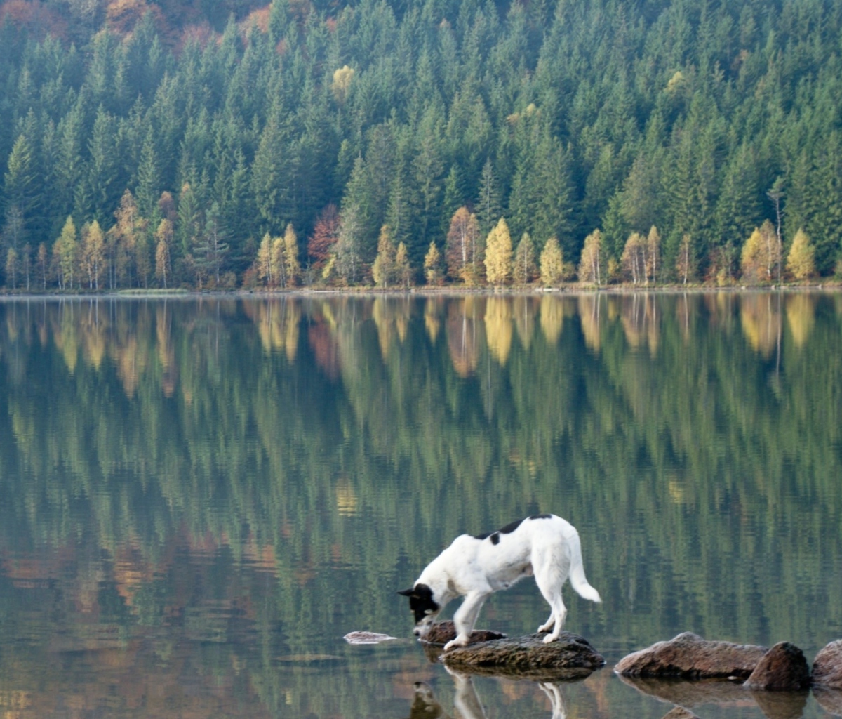 Обои Dog Drinking Water From Lake 1200x1024