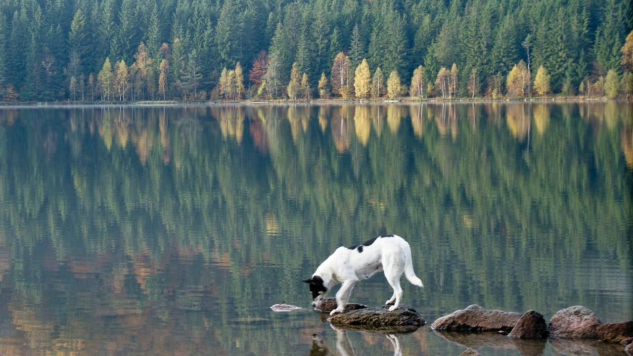 Das Dog Drinking Water From Lake Wallpaper 1280x720