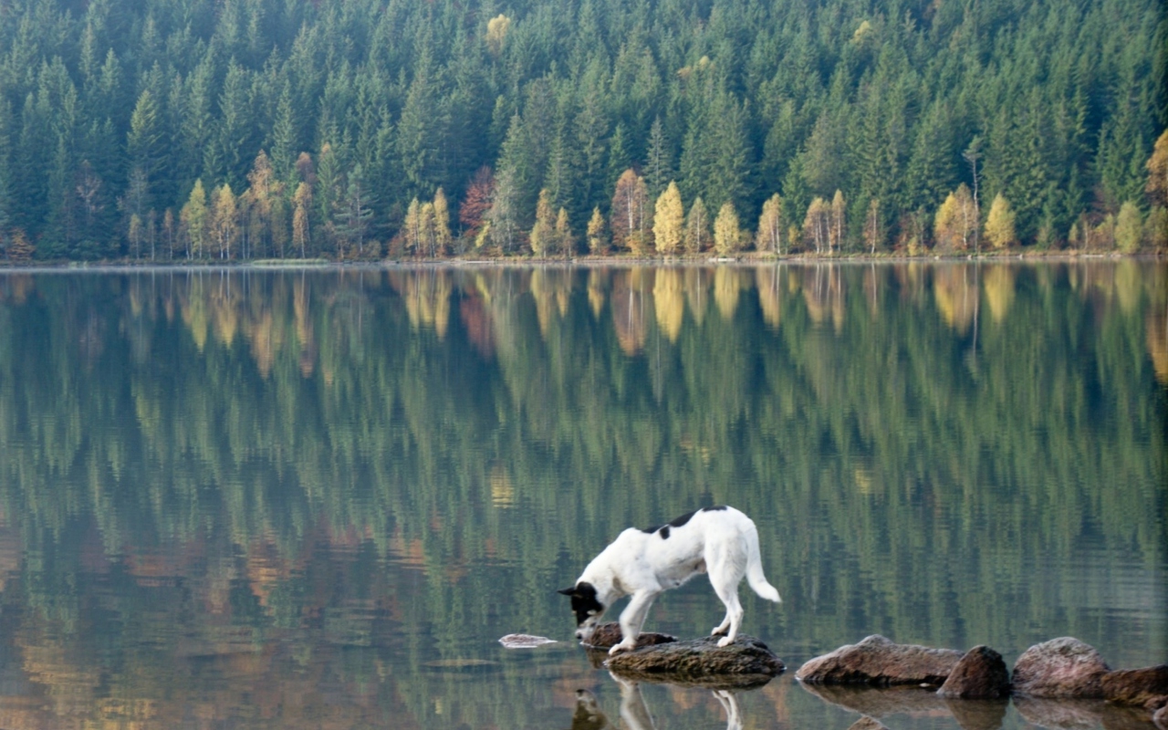 Fondo de pantalla Dog Drinking Water From Lake 1280x800