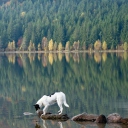 Dog Drinking Water From Lake wallpaper 128x128