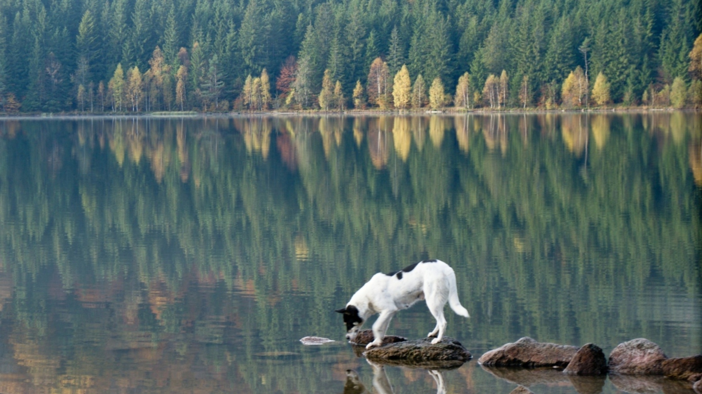 Das Dog Drinking Water From Lake Wallpaper 1366x768