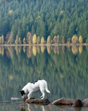Обои Dog Drinking Water From Lake 176x220