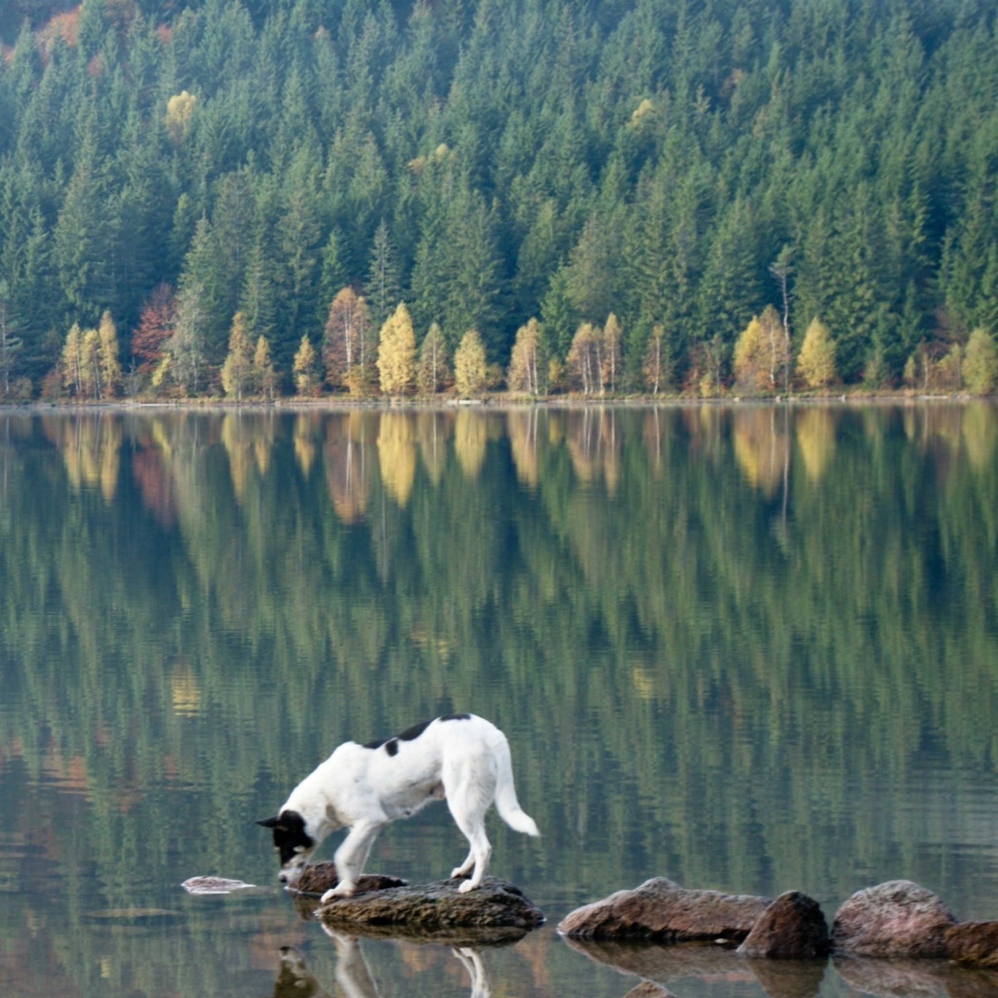 Sfondi Dog Drinking Water From Lake 2048x2048